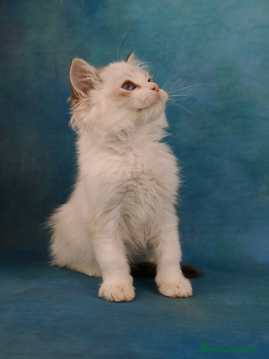 Ragdoll cats for sale: ❤️BEST KITTENS RAGDOLL❤️ CHAMPION REGIONAL WINNER  - Advert 27