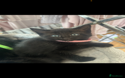 Domestic Shorthair cats for sale: 3 black tabby kitten for sale  - Image 3
