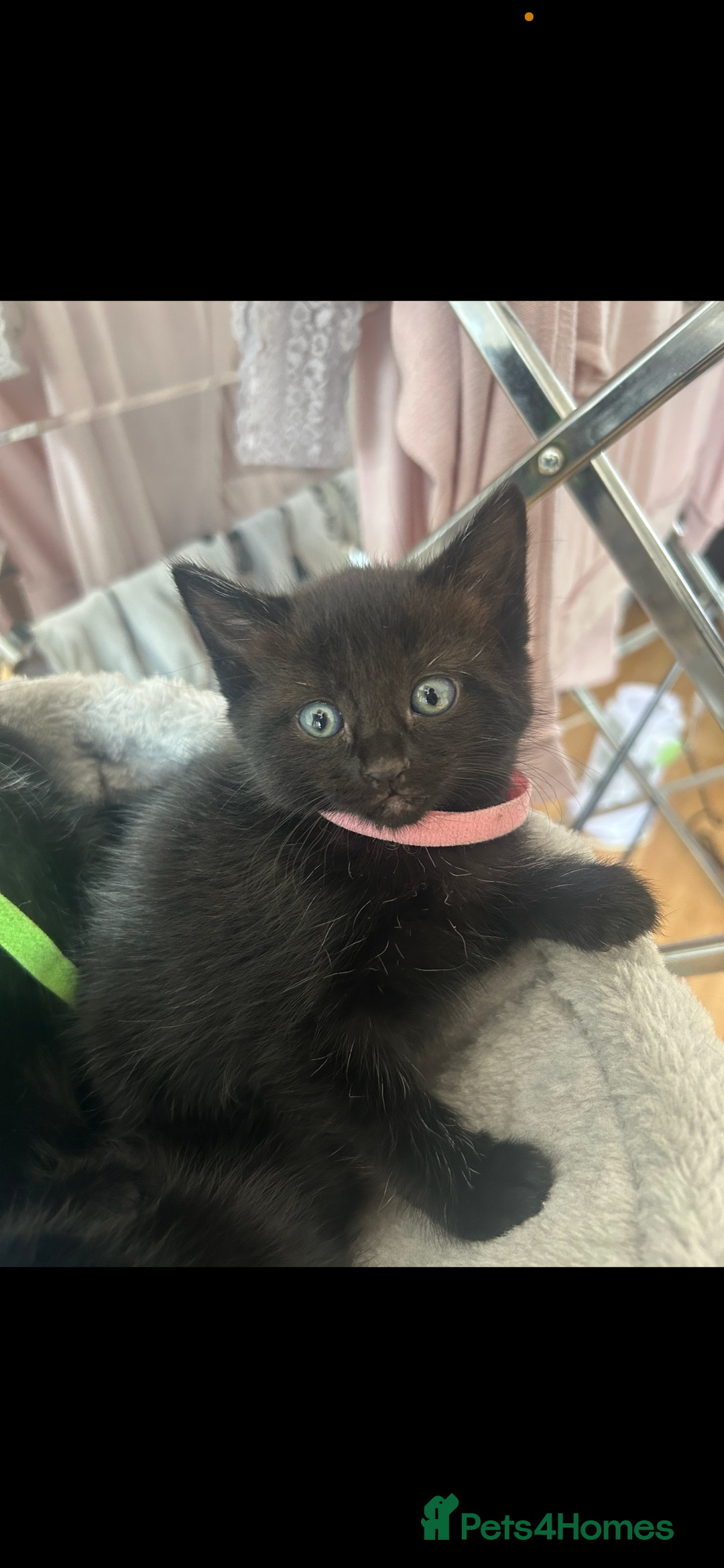 Domestic Shorthair cats for sale: 3 black tabby kitten for sale  - Image 3