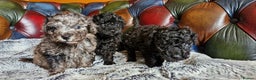 Toy Poodle dogs for stud: Gorgeous Ralph kc toy poodle STUD ONLY in Lincoln - Advert 9