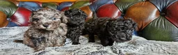 Toy Poodle dogs for stud: Gorgeous Ralph kc toy poodle STUD ONLY in Lincoln - Advert 9