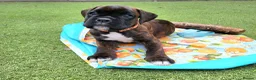 Boxer dogs for sale: Bobtail/tailed Boxer puppy - Advert 2