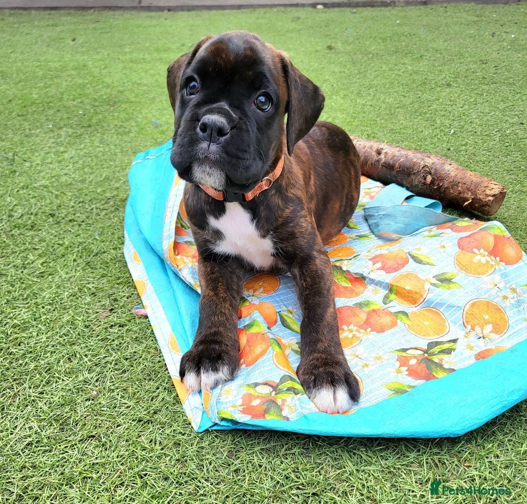 Boxer dogs for sale: Bobtail/tailed Boxer puppy - Advert 2
