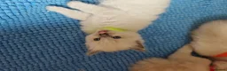 Ragdoll cats for sale: ​Beautiful Ragdoll Kittens  Boys & Girls Available - Advert 12