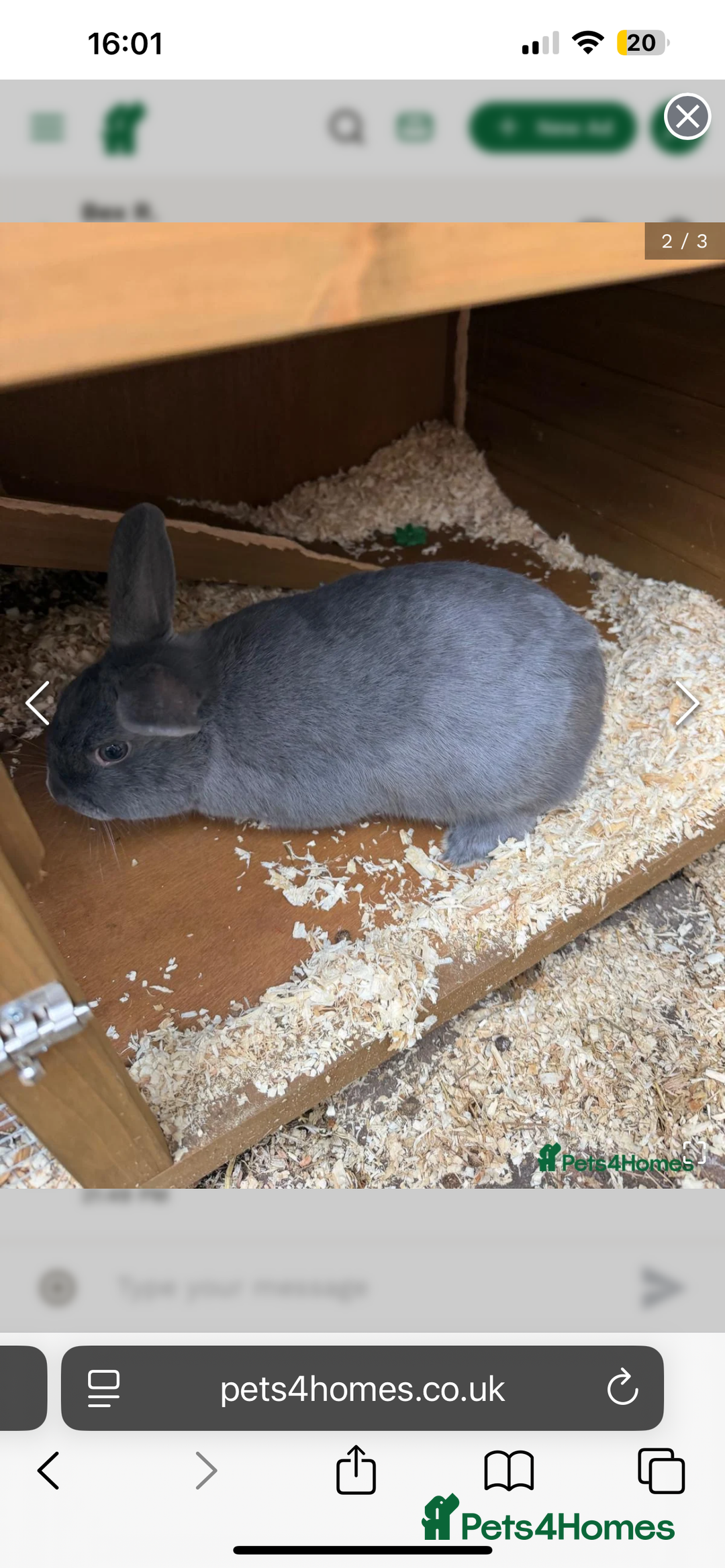 Mixed Breed rabbits for sale: Bunnies for Sale - Advert 2