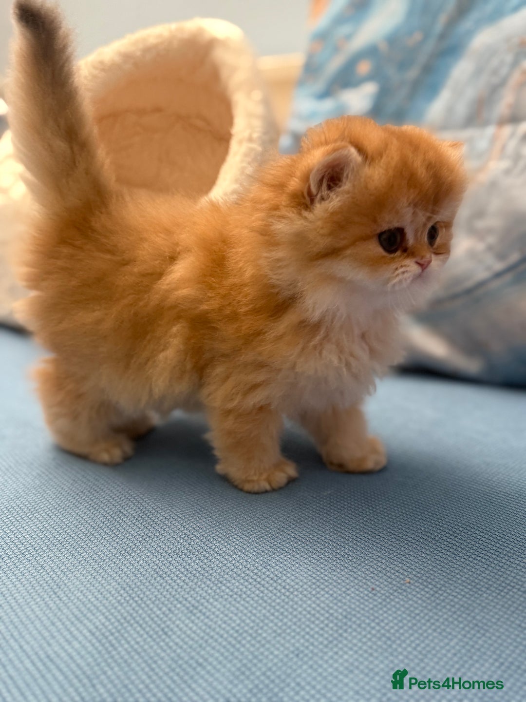 British Longhair cats for sale: ✨ Exquisite Golden Longhair Kitten ✨ - Advert 9