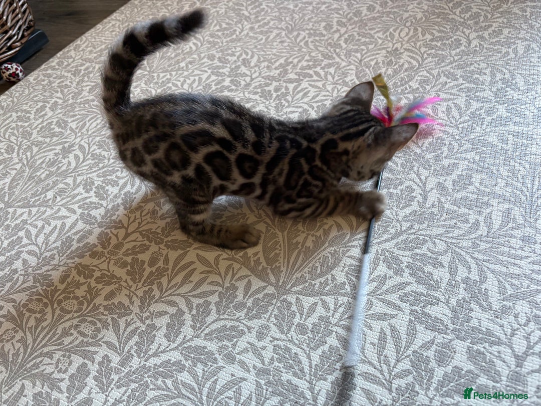 Bengal cats for sale: Pedigree TICA Bengal Brown Rosetted Male Kitten - Image 17