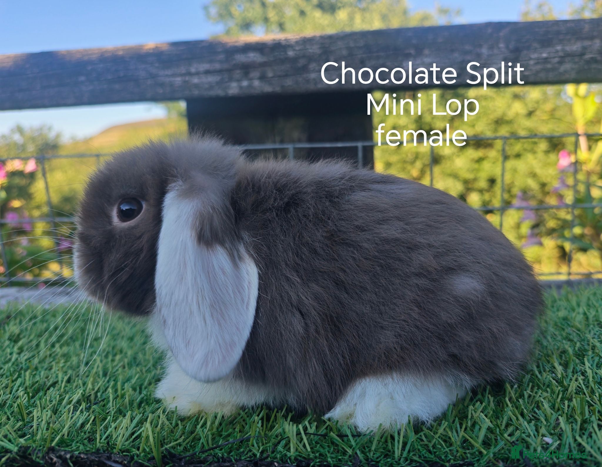Mini Lop rabbits Various Mini Lop youngsters females  - Advert 13