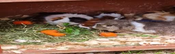 Guinea Pig rodents for sale: Herd of guinea pigs for sale in Chippenham - Advert 12