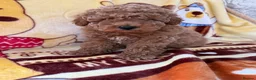 Toy Poodle dogs for sale: Beautiful toy poodle boys  - Advert 6