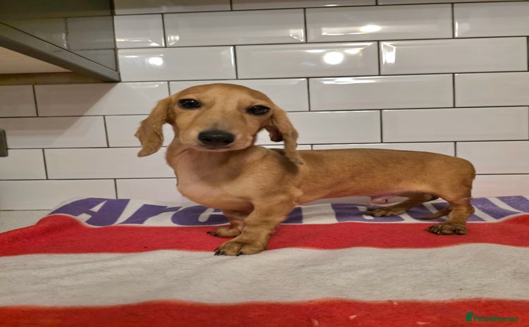 Miniature Dachshund dogs in South Shields - Advert 15