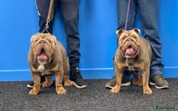 English Bulldog dogs for sale: Pedigree English Bulldog Puppies for sale •KC• - Image 5