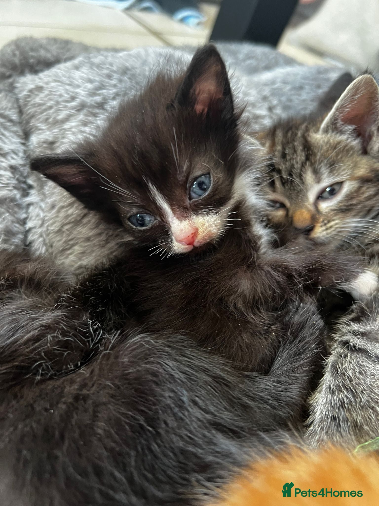 Mixed Breed cats 1 boy 1 girl left ! Ready to leave next week ** - Advert 6