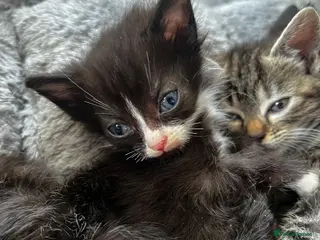 Mixed Breed cats 1 boy 1 girl left ! Ready to leave next week ** - Advert 1