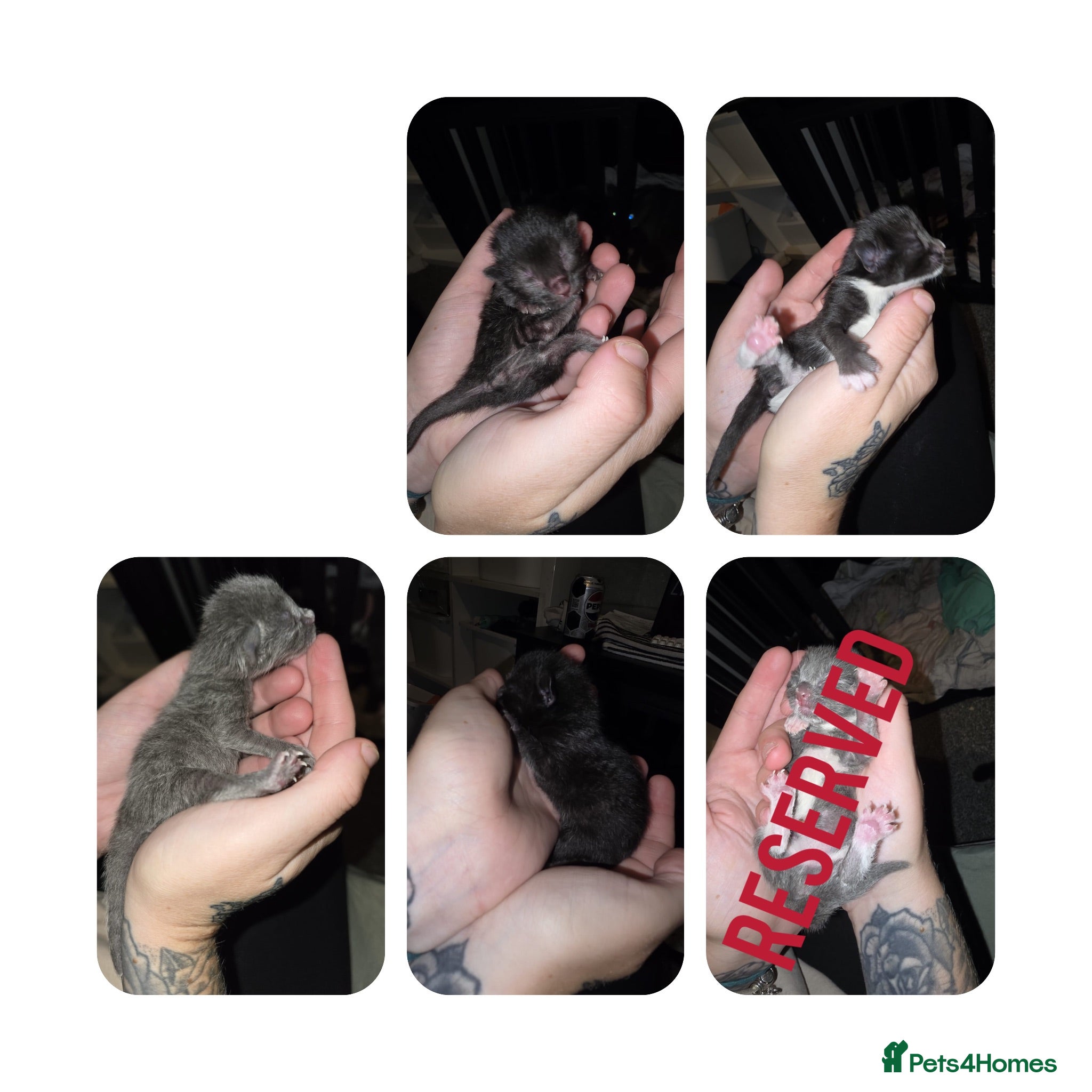 Mixed Breed cats Baby cats  - Advert 14