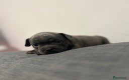 Mixed Breed dogs for sale: STUNNING UNIQUE PUPS 💙💗 - Image 26
