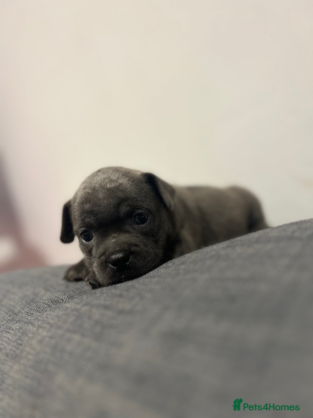 Mixed Breed dogs for sale: STUNNING UNIQUE PUPS 💙💗 - Image 26