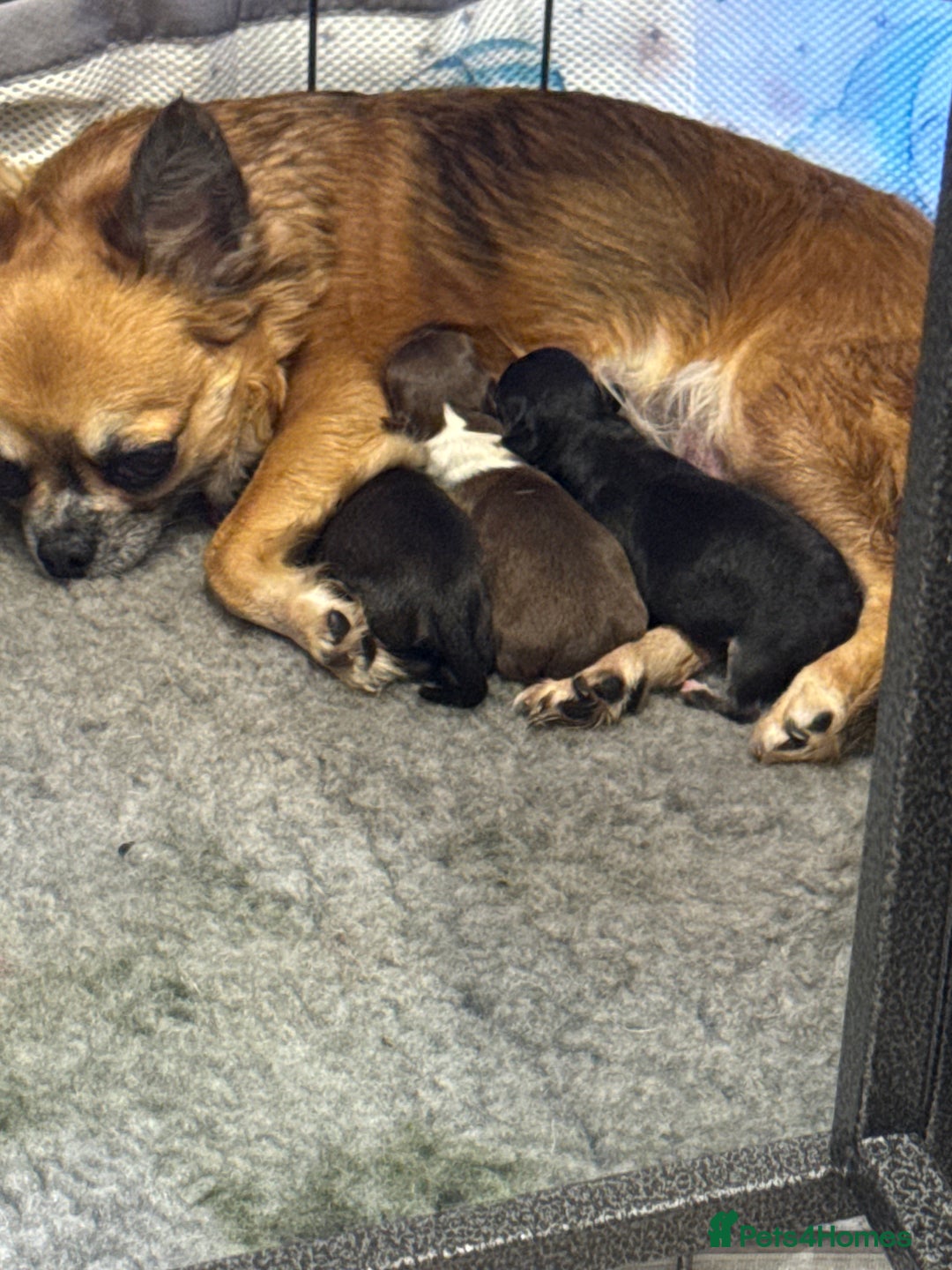 Chihuahua dogs for sale:  ❤️ K.C Registered Fluffy chocolate baby’s 🥰 - Image 24