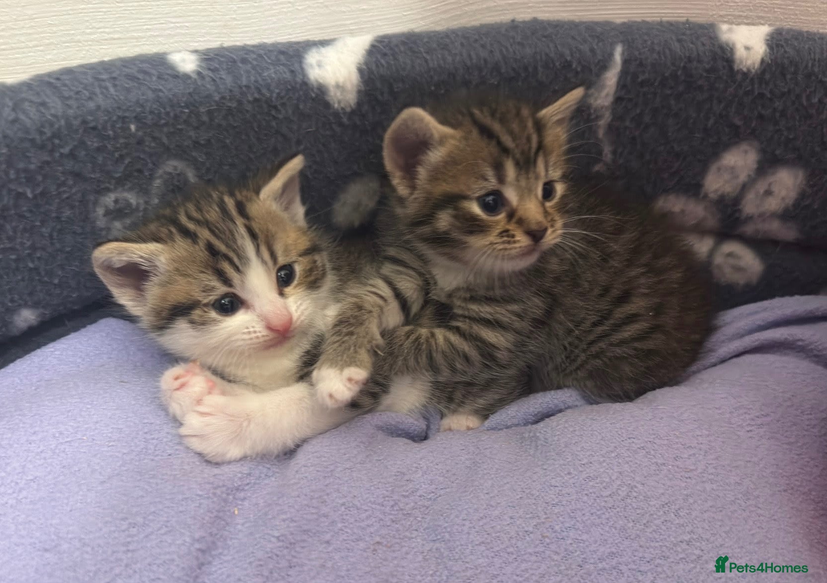 Mixed Breed cats Gorgeous Bengal cross BSH cross  babies  - Advert 1