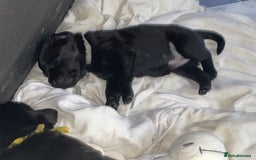 Mixed Breed dogs for sale: YOUR NEW BEST FRIEND IS WAITING!  - Image 21