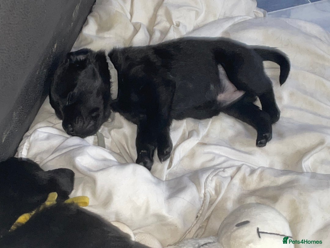 Mixed Breed dogs for sale: YOUR NEW BEST FRIEND IS WAITING!  - Image 21