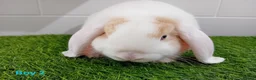 Mini Lop rabbits for sale: Mini Lop Baby Bunnies - Ready now!! - Advert 6