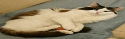 Ragdoll cats for sale: Bicolour ragdoll kittens  - Advert 7