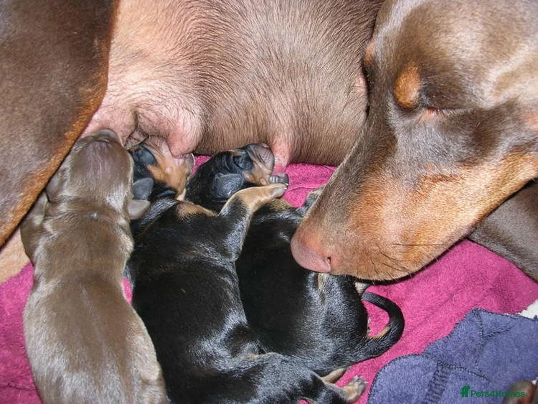 Dobermann dogs for sale: Beautiful litter for sale  - Advert 1