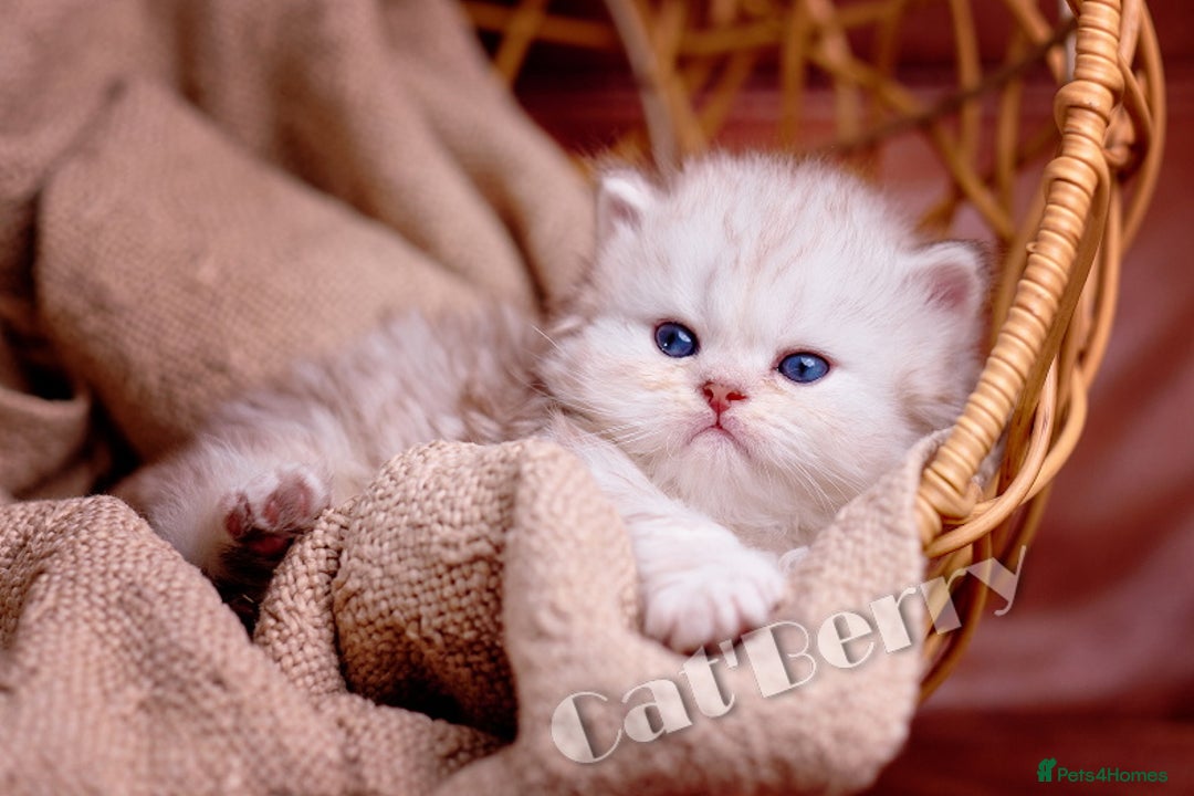 Persian cats for sale: Persian Chinchilla Kittens - Image 12