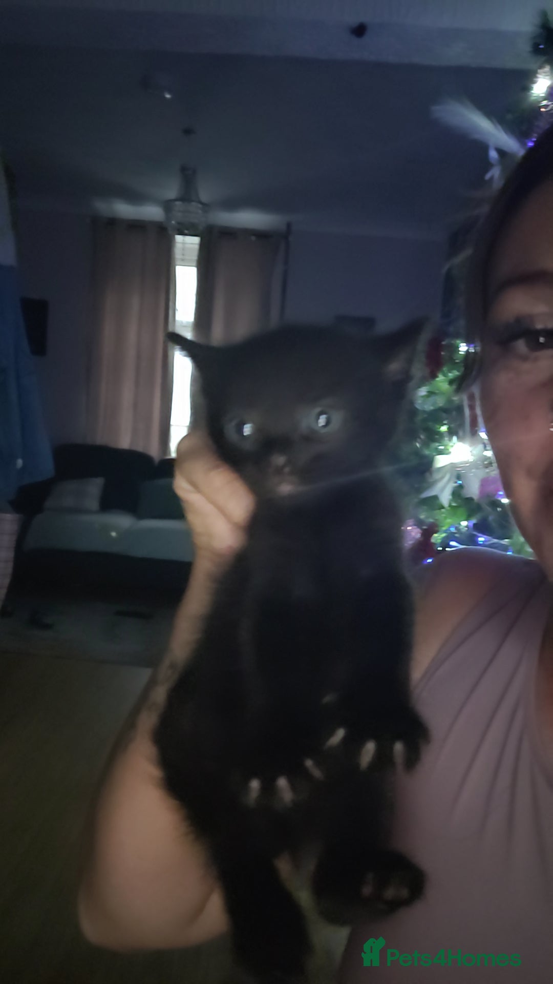 Mixed Breed cats for sale: Beautiful mixed kittens 2 boys 2 girl - Image 12