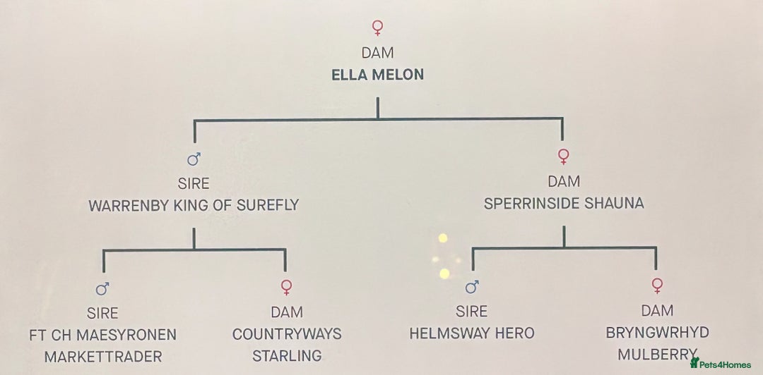 English Springer Spaniel dogs for sale: Working lines KC springer spaniels  - Advert 6