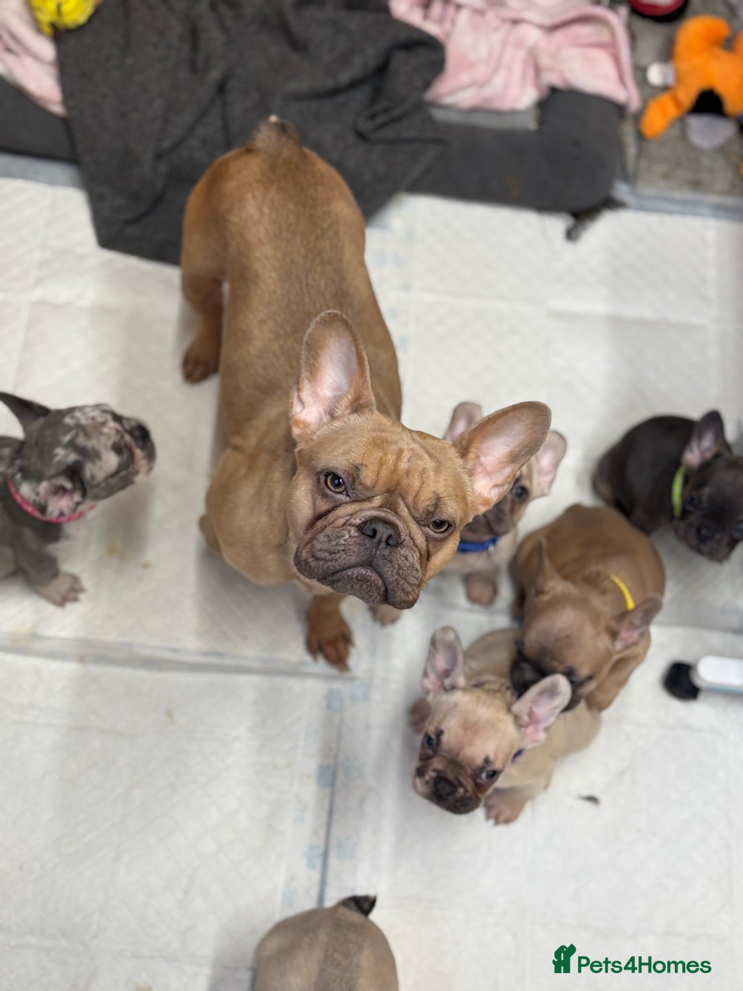 French Bulldog dogs for sale: 💕Adorable French bulldogs💕 - Advert 11
