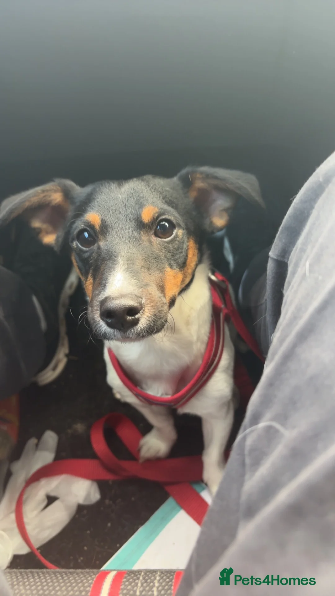 Jack Russell dogs for sale: 10 month old Jack Russell in Stockton-on-Tees - Advert 2