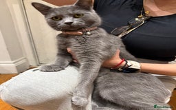 Brazilian Shorthair cats for sale: British short hair - Image 1