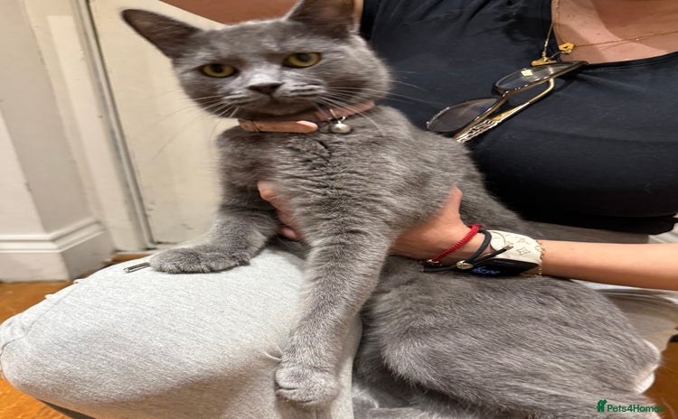 Brazilian Shorthair cats - Advert 1