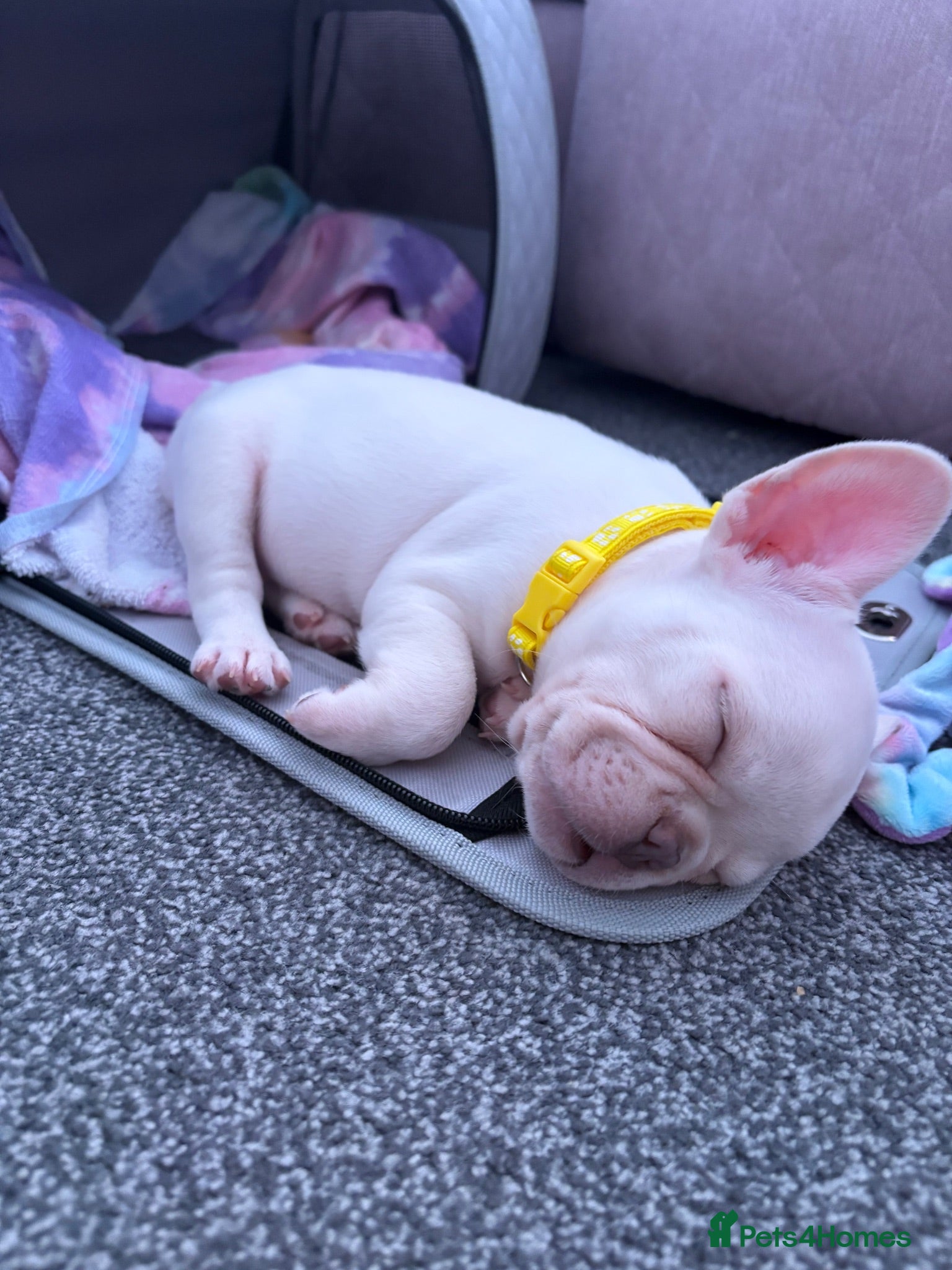 French Bulldog dogs French Bulldog  - Advert 1