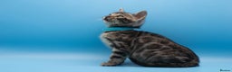 Bengal cats for sale: Beautiful TICA Registered Bengal Kittens - Advert 20
