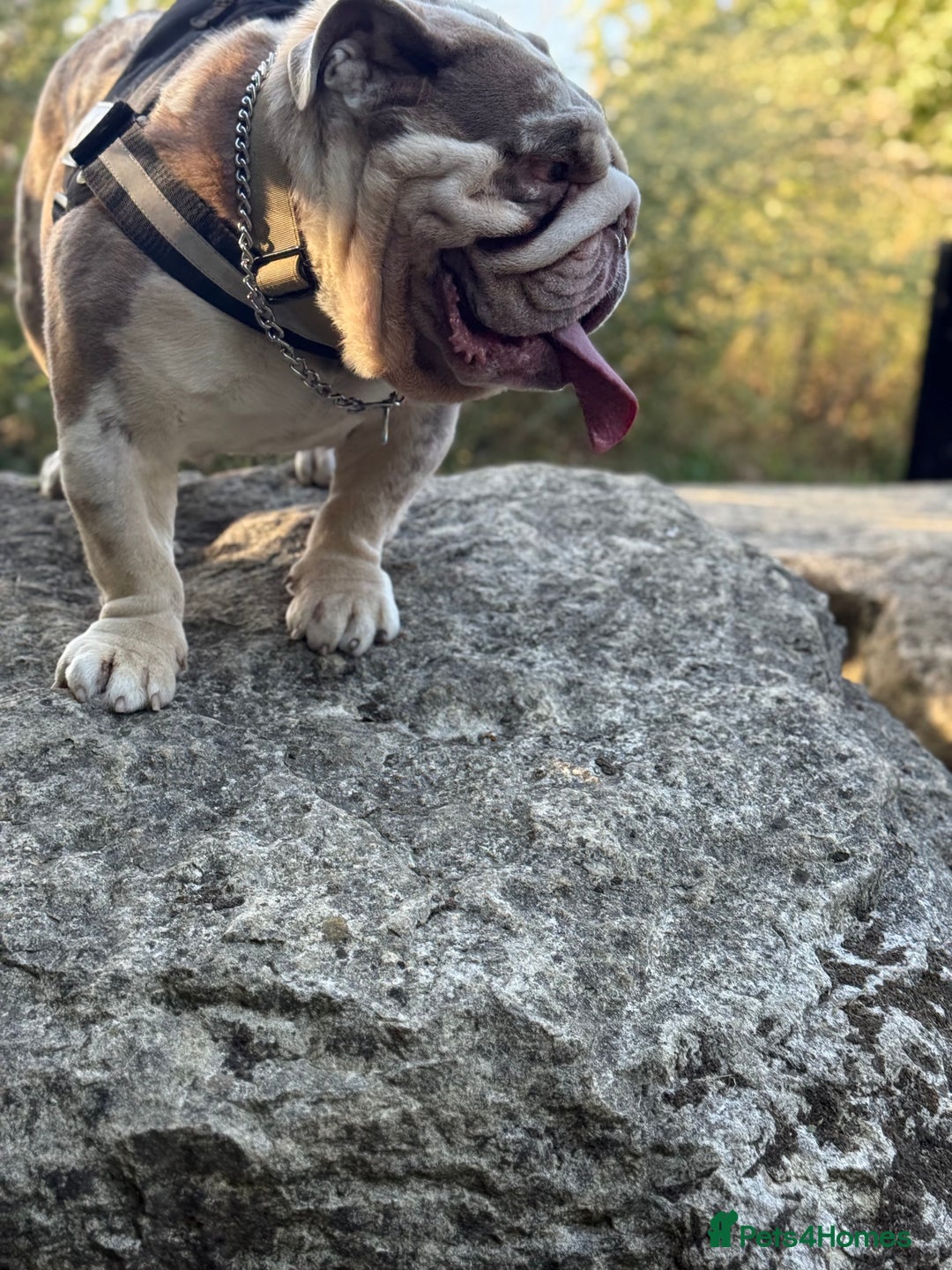 English Bulldog dogs for stud: Grizzly ready to stud  - Image 14