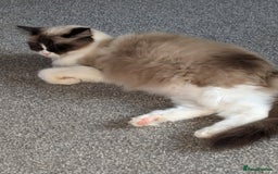 Ragdoll cats for sale: Beautiful seal point mitted snowshoe ragdoll  - Image 5