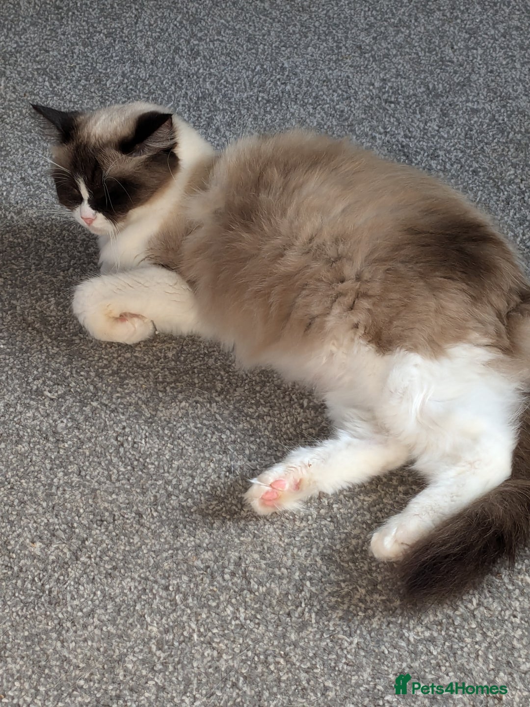 Ragdoll cats for sale: Beautiful seal point mitted snowshoe ragdoll  - Image 5