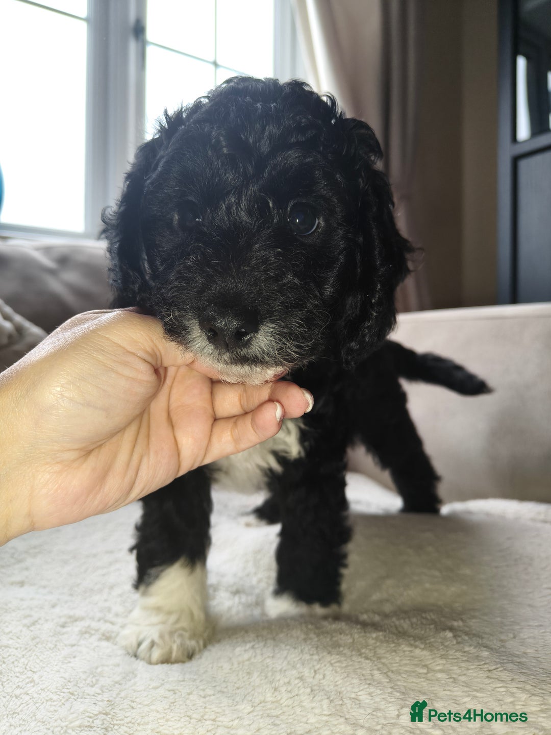 Cockapoo dogs for sale: F1b Cockapoo Puppies Last 3 Available – Ready Now. - Advert 17