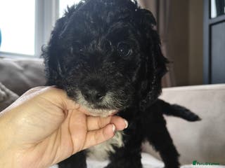 Cockapoo dogs F1b Cockapoo Puppies Last 2 Available – Ready Now. - Advert 1