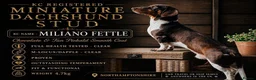 Miniature Dachshund dogs for sale: Beautiful miniature dachshund puppies  in St. Neots - Advert 17