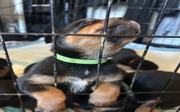 Rottweiler dogs for sale: 2x boys and 6x girls Rottweiler pups  - Image 9