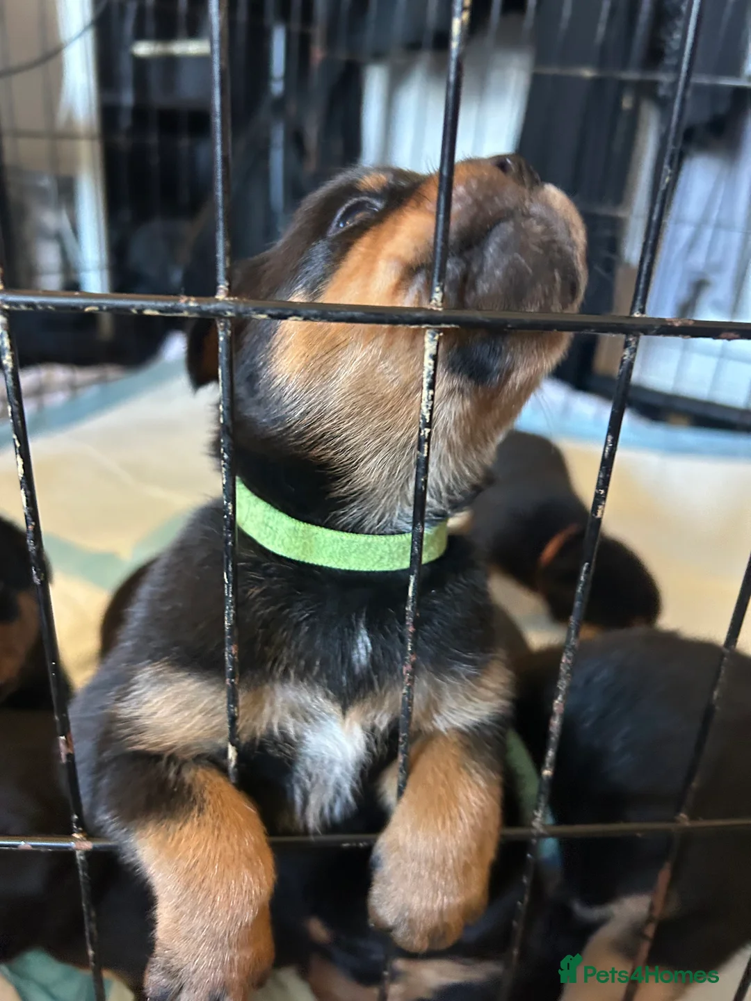 Rottweiler dogs for sale: Rottweiler puppies, only 2 girls left! Ready now  - Advert 16