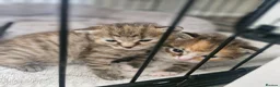 Mixed Breed cats for sale: 3 kittens - Advert 9