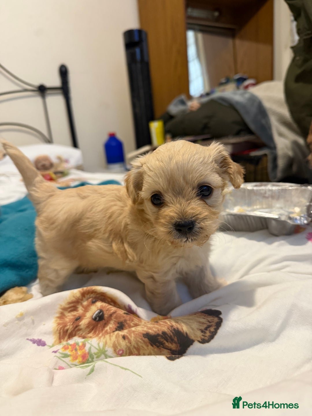 Mixed Breed dogs for sale: 3 beautiful mixed breed Chihuahuas  - Advert 3