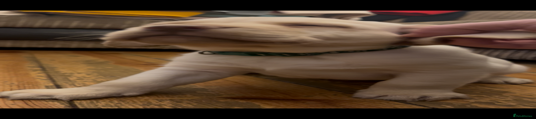 Labrador Retriever Puppy 1