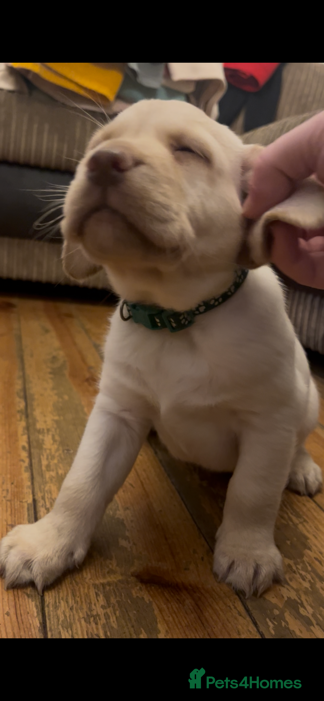 Labrador Retriever dogs for sale: Fully vaccinated chunky pedigree pups  - Advert 23