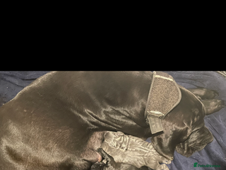 Mixed Breed dogs STUNNING MASTIFF/GREAT DANE PUPPIES - Advert 2